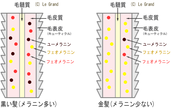 151203-QA029-danmen-meranin